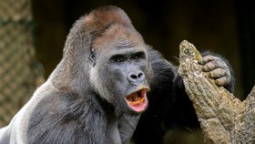 Do pražské zoo přicestoval gorilí samec Kisumu