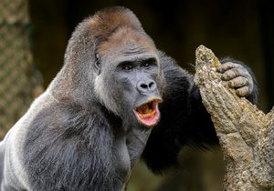 Kisumu, a male gorilla, arrived at the Prague Zoo