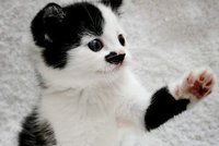Nejopuštěnější koťátko na světě: Nechtějí ho kvůli podobě s Hitlerem