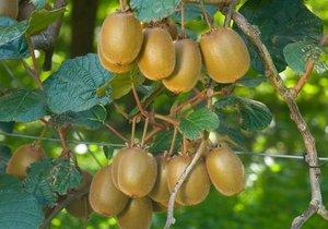 Aktinidie lahodná - rostlina na které roste kiwi