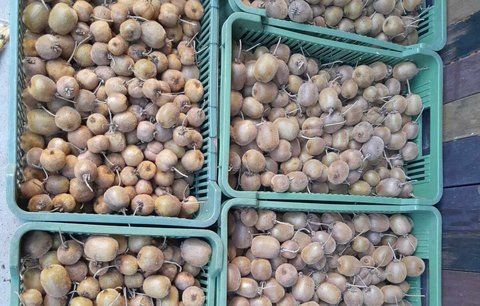 Lucie z Vyškova z balkonu sklidila 200 kilo kiwi! Bude mít exotické Vánoce