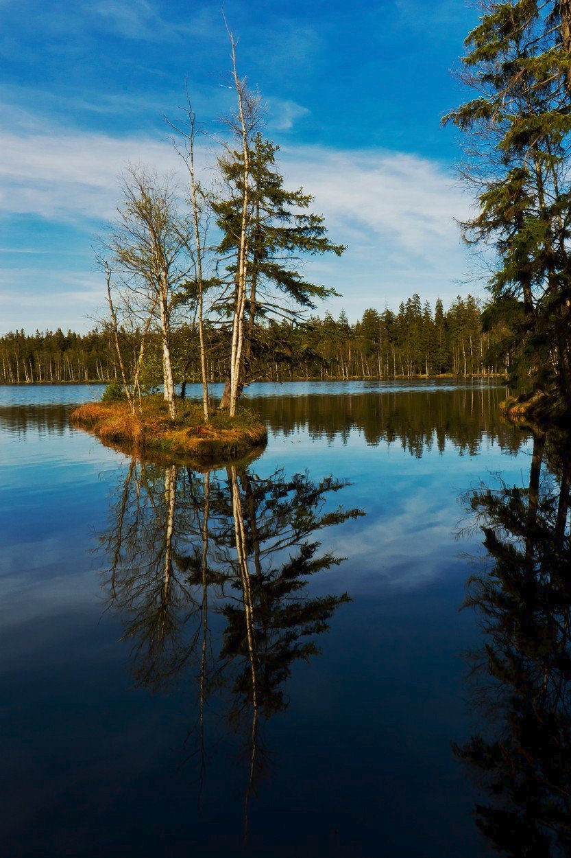 Kladské rašeliny patří k nejkrásnějším místům Slavkovského lesa.