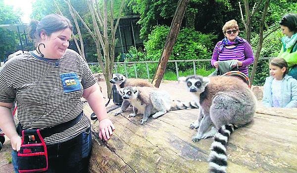 Na praxi v Zoo Praha měla Klára na starost i lemury kata.