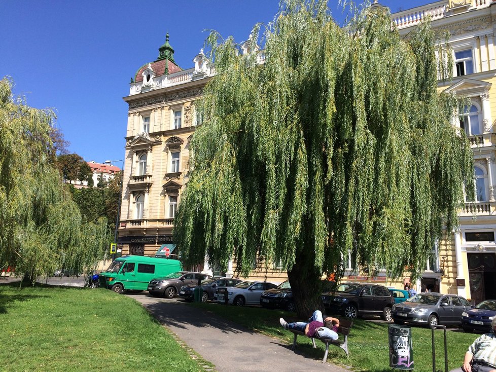 V parku na Klárově chodí bezdomovci k místním vrbám na záchod, obyvatelům to vadí.