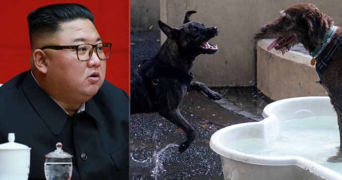 Kim lidem nařídil, aby se zbavili domácích mazlíčků: Severokorejci kvůli nedostatku jídla odevzdávají psy restauracím