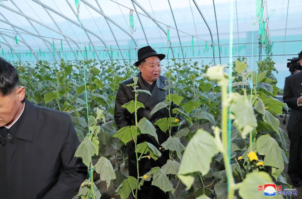 Diktátor Kim Čong-un otevřel v KLDR skleník na okurky (11.10.2022)