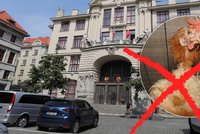 Od září už žádná vejce z klecových chovů? Pokud to půjde, nařídil magistrát svým školám