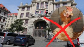 Klecový chov slepic magistrát nepodporuje. Ve svých školách přikáže kupovat jen podestýlková vejce