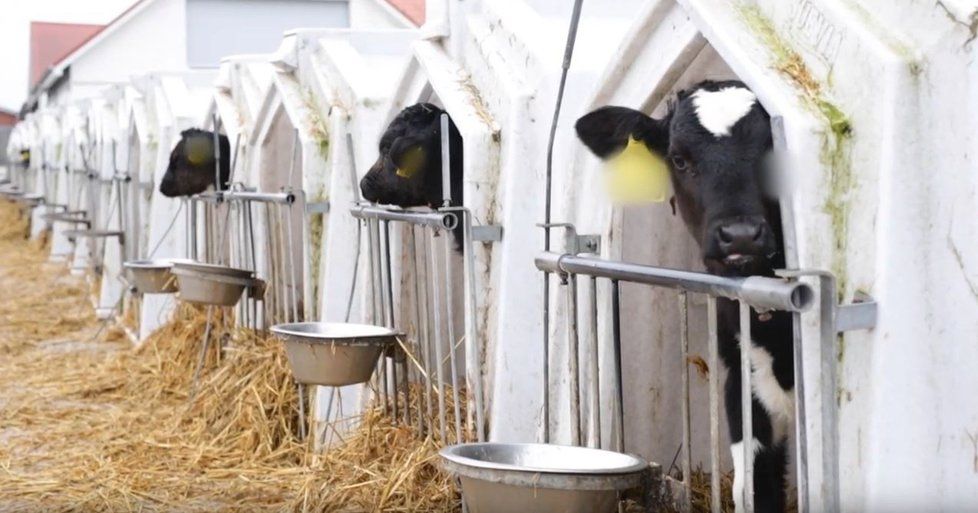 Chov telat na mléčných farmách v Dánsku