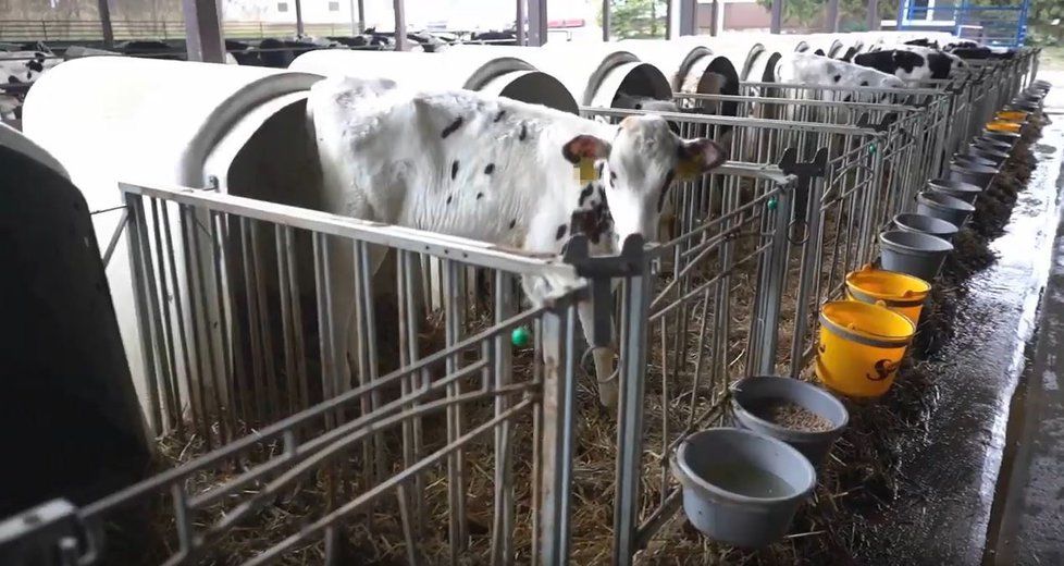Chov telat na mléčných farmách v Polsku