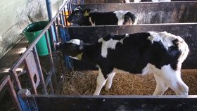 Chov telat na mléčných farmách v Polsku