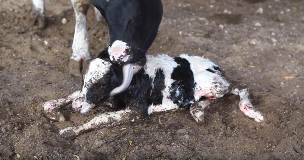 Chov telat na mléčných farmách v Dánsku