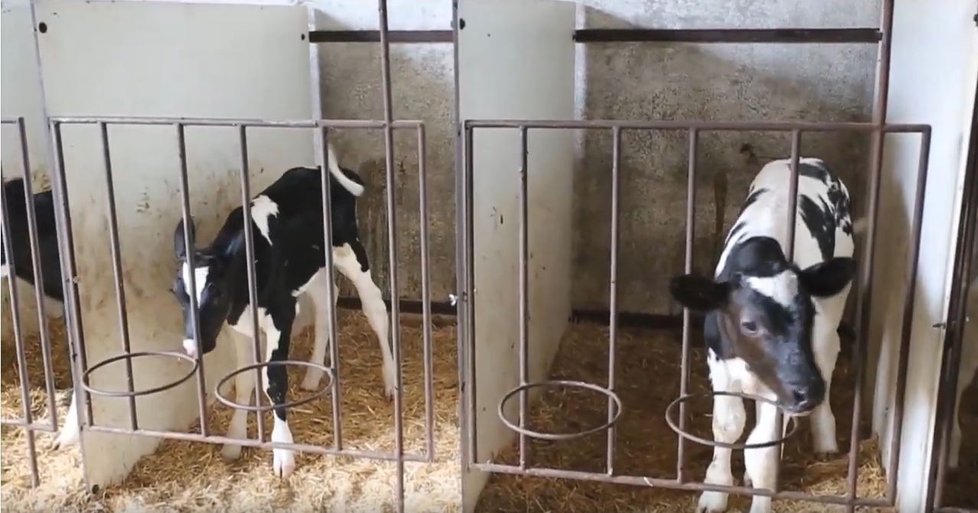 Chov telat na mléčných farmách v Itálii