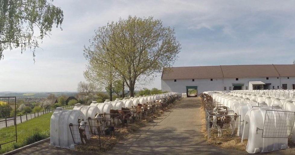 Záběry z chovů telat na mléčných farmách v Česku