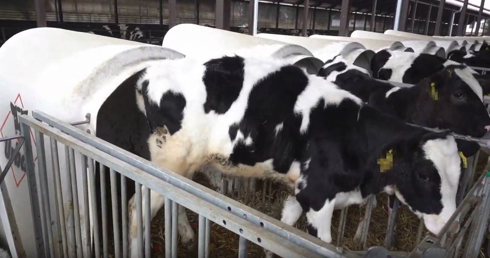 Chov telat na mléčných farmách v Polsku