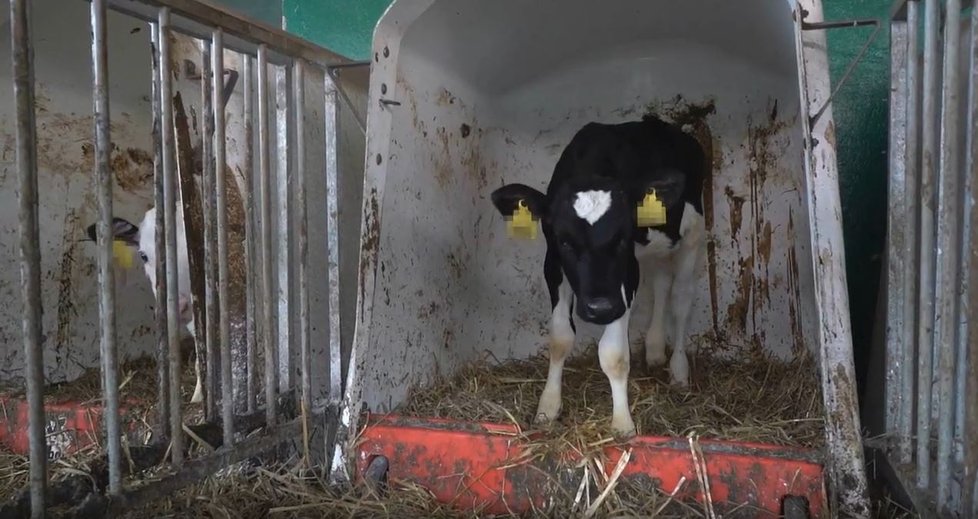 Chov telat na mléčných farmách v Polsku