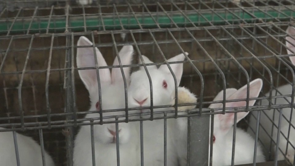 V klecových chovech žijí miliony zvířat. Klec opustí až cestou na smrt.