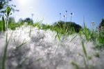 Horší příznaky alergie souvisejí s klimatickými změnami