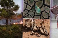 Povodně, vedra a požáry: Zdivočelé klima přeje šíření smrtelných nemocí, tvrdí výzkum
