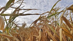 Dopad klimatické změny pociťují všechny země, mnoho odborníků s ní spojuje rozsáhlé požáry, bleskové povodně, nadměrný výskyt hurikánů čí zemětřesení. Na snímku následky sucha v Německu.