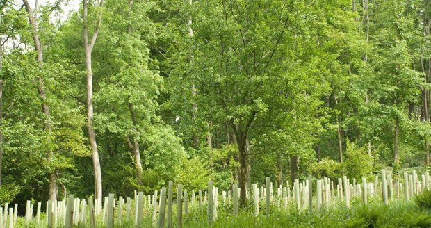 Klima by mohlo zachránit sázení stromů, tvrdí švýcarská studie .