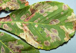 Hnědé puchýře na listech kaštanů jsou způsobeny larvami klíněnky jírovcové.