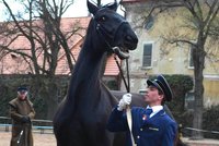 Prodej starokladrubských koní: Klisna Xerta utekla z dražby