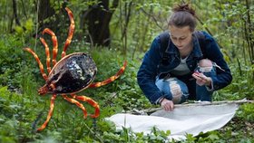 Alice Milotová z Masarykovy univerzity při takzvaném vlajkování, což je vědecký způsob sběru klíšťat.