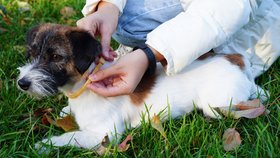 Klíšťata a domácí mazlíčci: Který přípravek opravdu funguje?