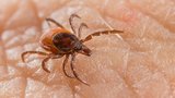 Klíšťata útočí: Rekordní počet boreliózy a encefalitidy v Česku