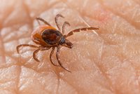 Zdravotní úřad varuje: Klíšťové encefalitidy a boreliózy je nejvíc za deset let