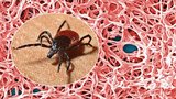 Vědci testují novinku proti klíšťatům: Repelent z mravenčích feromonů!