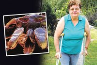 Klíšťata útočí, letos je nejhorší rok!