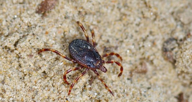 Obrovské klíště Hyalomma marginatum