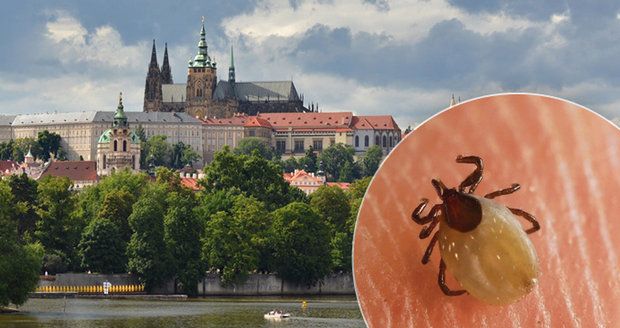 V Praze je takový hic, že „odpadla“ i klíšťata! Bude jich víc na podzim?