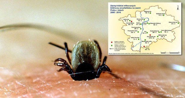 Infikovaná klíšťata v Praze: Kde se jich nachází nejvíce?
