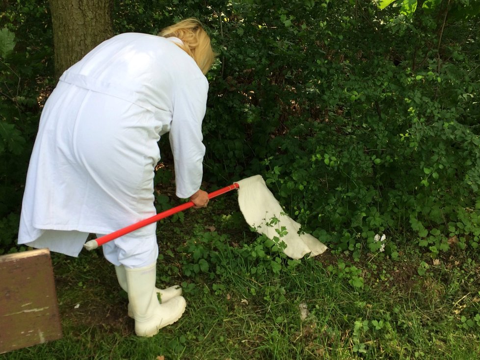 Pražská hygiena uveřejnila výsledky testování klíšťat v Praze.