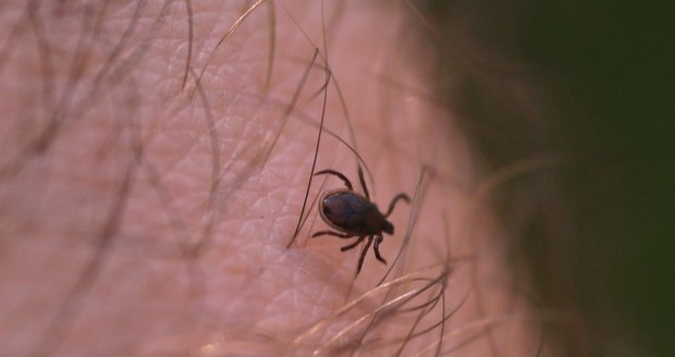 Výskyt klíšťat v Praze je během tohoto tropického léta minimální. Jak se situace změní na podzim?