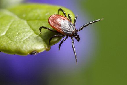 Pozor na klíšťata, varují odborníci. Parazitům stačí venkovní teplota 7 stupňů