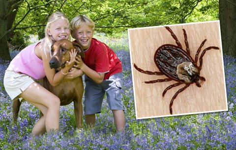 Klíšťata útočí: Platí nejvyšší stupeň ohrožení! 