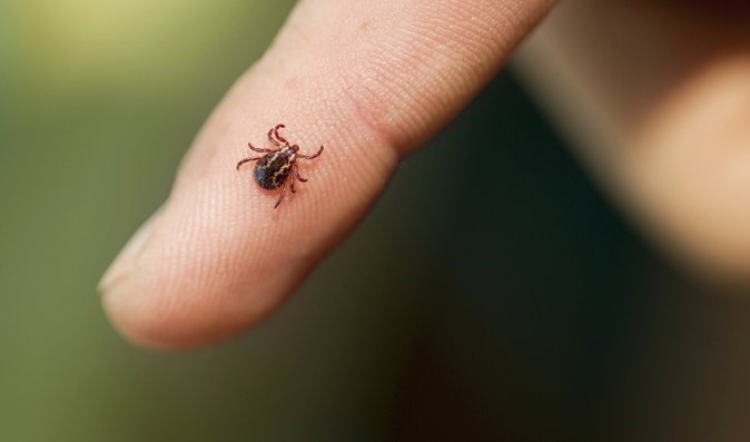 Klíšťovou encefalitidou se lze nakazit i při odstraňování parazita z kůže psa či kočky