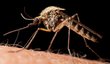 Odpudit komáry můžete i přírodní cestou