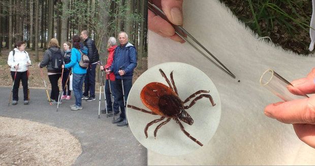 První testy pražských klíšťat: Nakaženého parazita hygienici odlovili v Kunratickém lese 