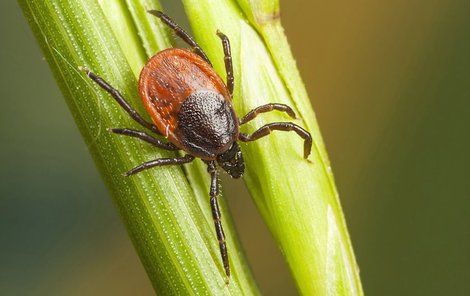 Látka umifenovir má léčit nejen encefalitidu, ale i horečku dengue nebo vir zika.