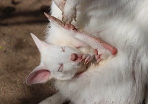 Bílá klokanice Albína z plzeňské zoo má své první mládě – albína jménem Jumpy.