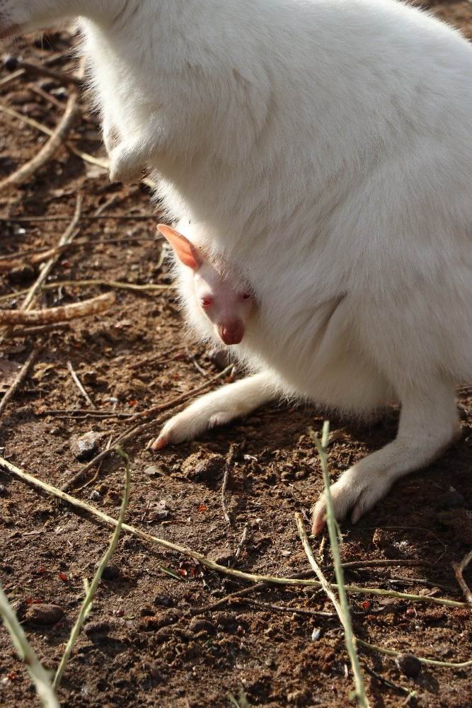 Bílá klokanice Albína z plzeňské zoo má své první mládě – albína jménem Jumpy.