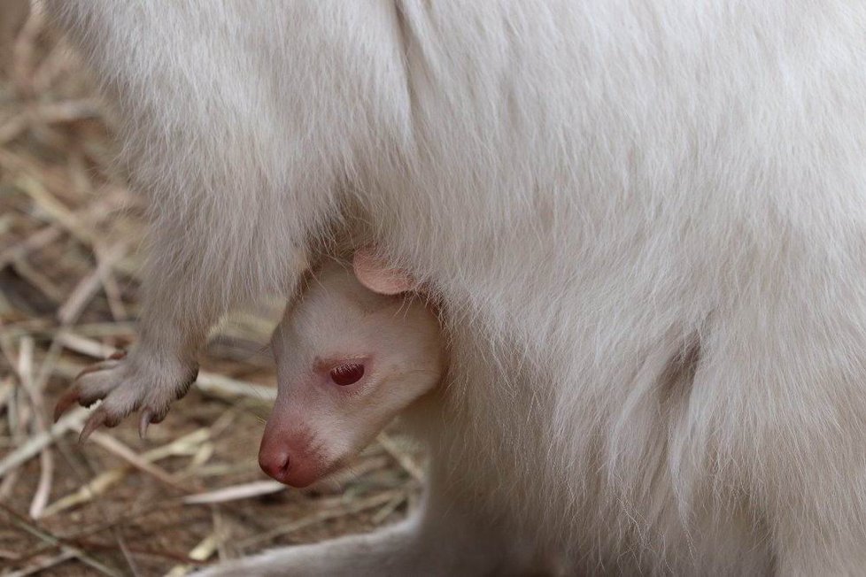 Bílá klokanice Albína z plzeňské zoo má své první mládě – albína jménem Jumpy.