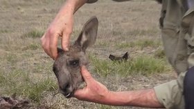 Hrůzný nález v horách: Muž na planině našel jedenáct uřezaných klokaních hlav!