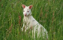 Rarita v táborské zoo: Bílý Skippy!