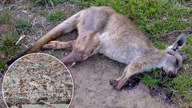 Toulaví psi v brněnské zoo rozsápali tři klokany a lamu. (Ilustrační foto)